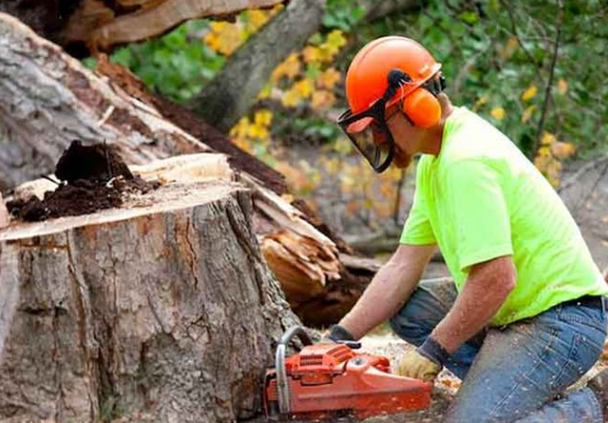 tree-removal